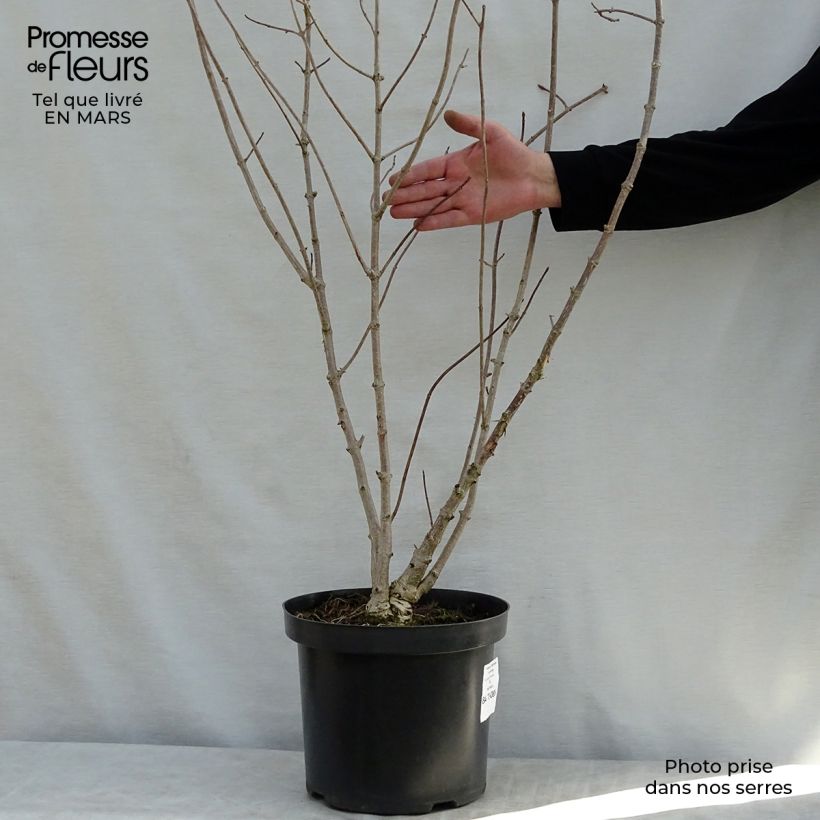 Exemplar von Hydrangea heteromalla - Chinesische Hortensie Topf mit 7,5L/10L wie im Frühjahr geliefert