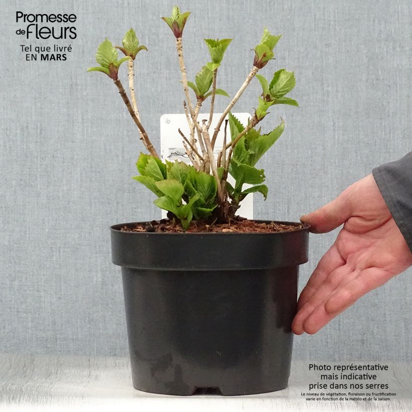 Exemplar von Hydrangea macrophylla Baron Rouge - Bauernhortensie Topf mit 4L/5L wie im Frühjahr geliefert