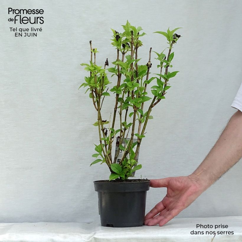 Exemplar von Hydrangea macrophylla Baron Rouge - Bauernhortensie Topf mit 2L/3L wie im Sommer geliefert