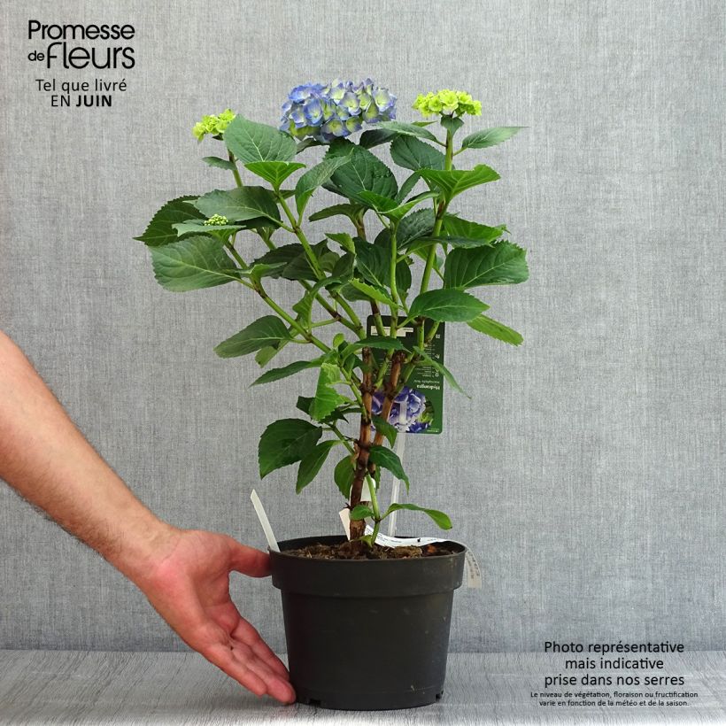 Exemplar von Hydrangea macrophylla Bela - Bauernhortensie Topf mit 2L/3L wie im Sommer geliefert