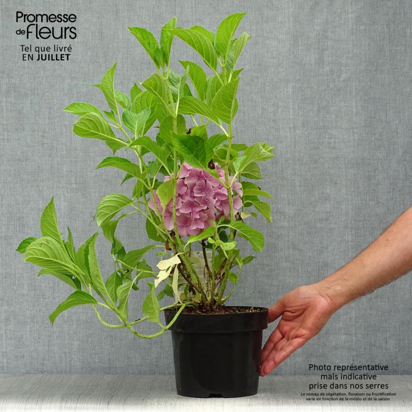 Exemplar von Hydrangea macrophylla Belle Séduction - Bauernhortensie Topf mit 3L/4L wie im Sommer geliefert