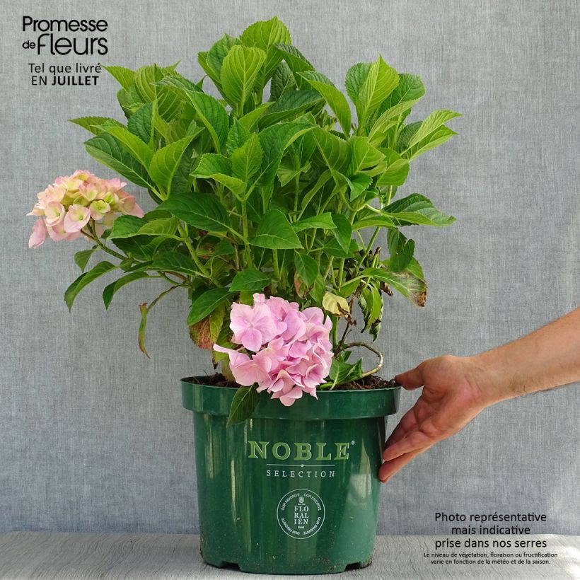 Exemplar von Hydrangea macrophylla Belle Séduction - Bauernhortensie Topf mit 7,5L/10L wie im Sommer geliefert