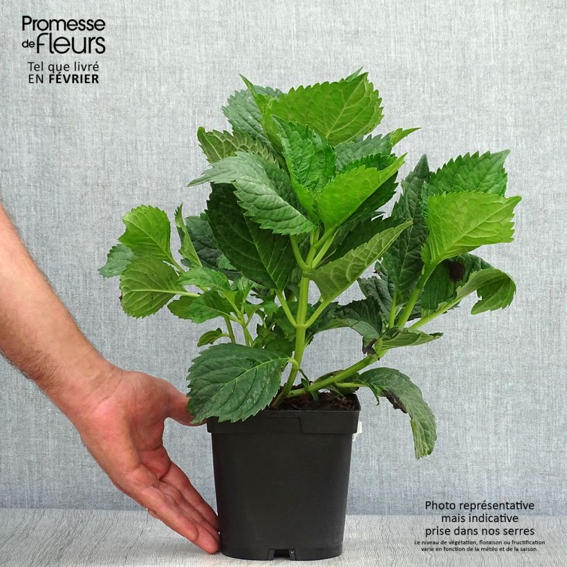 Exemplar von Hydrangea macrophylla Benelux Blue - Bauernhortensie Topf mit 2L/3L wie im Herbst geliefert