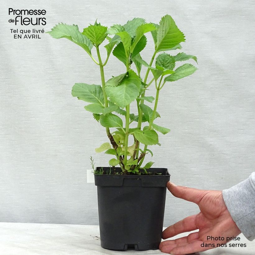 Exemplar von Hydrangea macrophylla Benelux Pink - Bauernhortensie Topf mit 2L/3L wie im Frühjahr geliefert