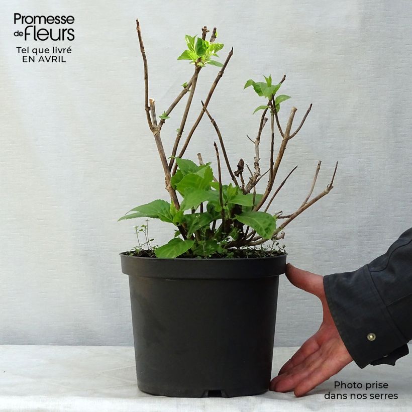 Exemplar von Hydrangea macrophylla Black Steel Zebra - Bauernhortensie Topf mit 4L/5L wie im Frühjahr geliefert