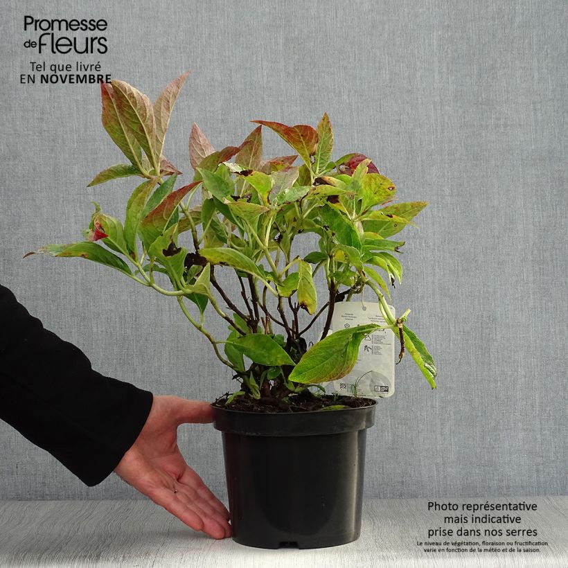 Exemplar von Hydrangea macrophylla Blauer Prinz - Bauernhortensie Topf mit 2L/3L wie im Herbst geliefert