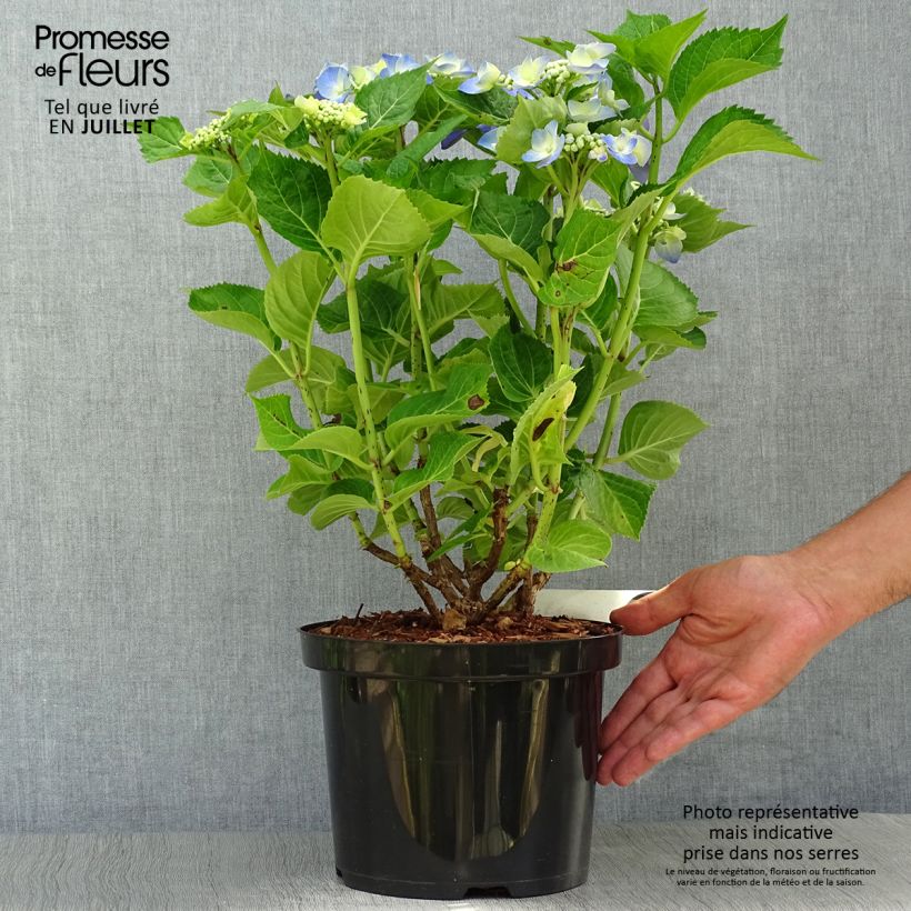 Exemplar von Hydrangea macrophylla Blue Sky - Bauernhortensie Topf mit 4L/5L wie im Sommer geliefert
