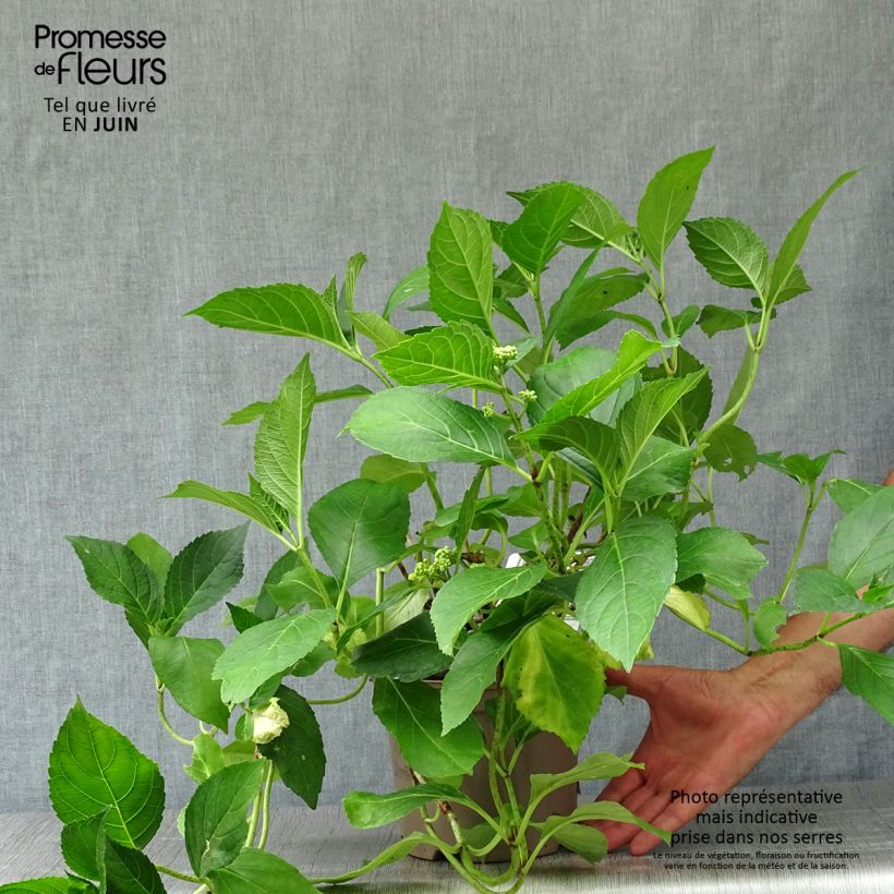 Exemplar von Hydrangea macrophylla Blue wave - Bauernhortensie Topf mit 2L/3L wie im Sommer geliefert