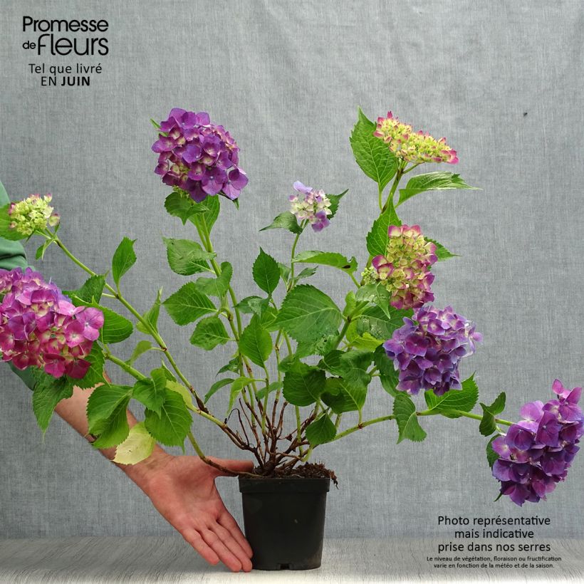 Exemplar von Hydrangea macrophylla Bodensee - Bauernhortensie Topf mit 2L/3L wie im Sommer geliefert