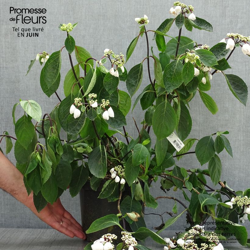 Exemplar von Hydrangea macrophylla Rendez-Vous Choco Chic - Bauernhortensie Topf mit 4L/5LGelieferte Höhe ca. 30/40cm wie im Sommer geliefert