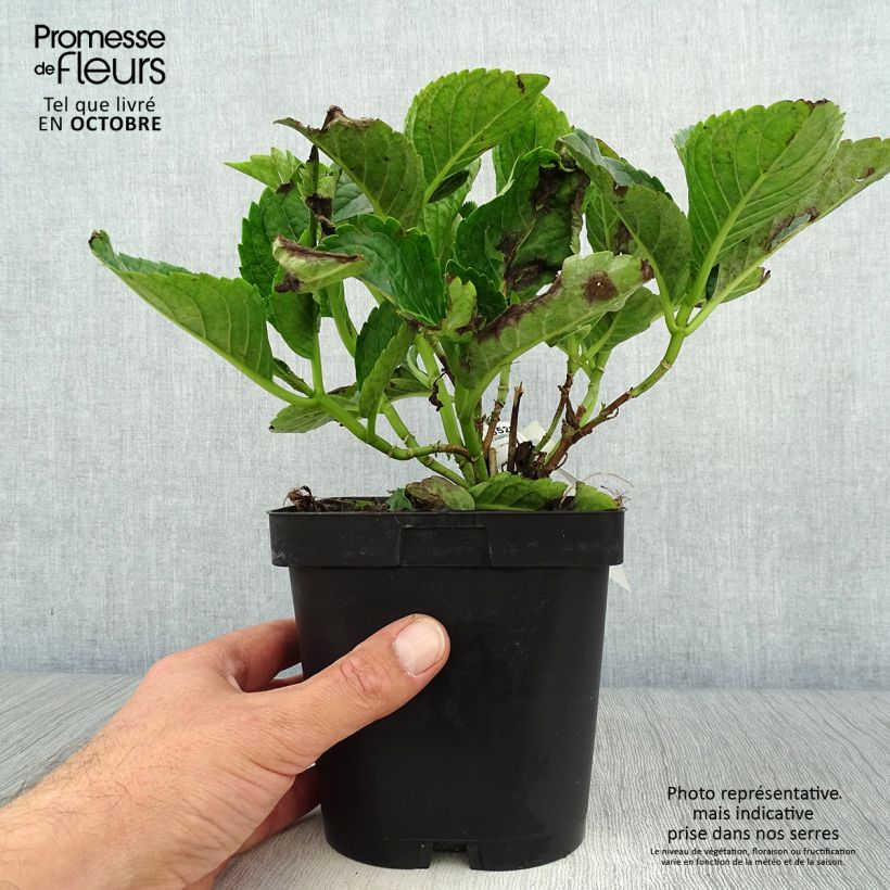 Exemplar von Hydrangea macrophylla Constellation - Bauernhortensie Topf mit 2L/3L wie im Herbst geliefert
