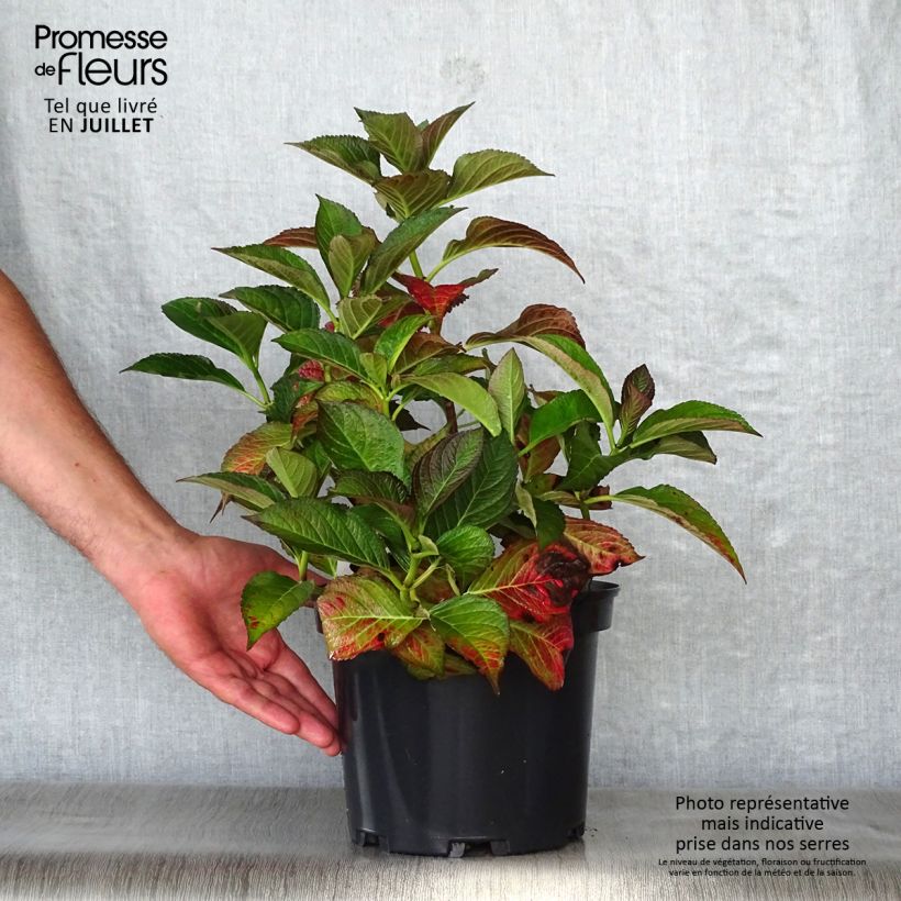 Exemplar von Hydrangea macrophylla Black Diamonds Dark Angel - Bauernhortensie Topf mit 4L/5L wie im Sommer geliefert