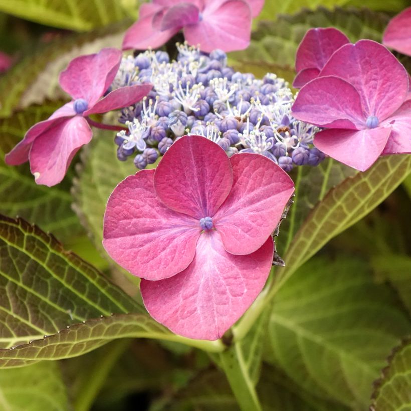 Hydrangea macrophylla Dark Angel Purple - Bauernhortensie (Blüte)