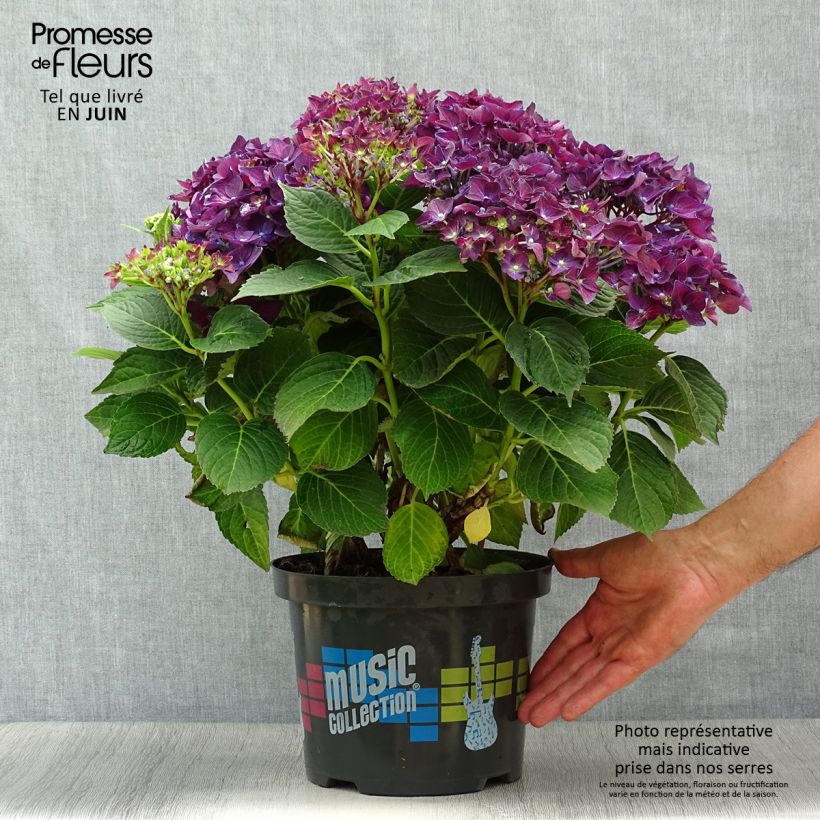 Exemplar von Hydrangea macrophylla Deep Purple Dance - Bauernhortensie Topf mit 4L/5L wie im Sommer geliefert