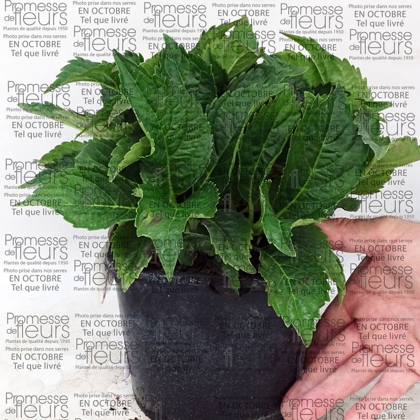 Beispiel eines Exemplars von Hydrangea macrophylla Dolce Farfalle - Bauernhortensie Topf mit 2L/3LGelieferte Höhe ca. 10/20cm wie geliefert