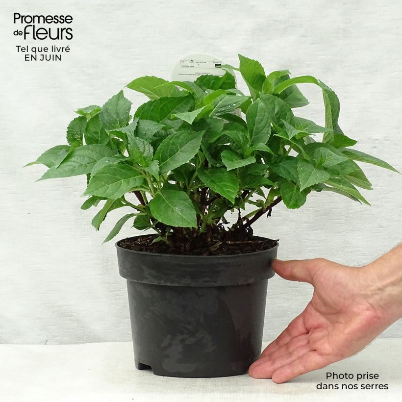 Exemplar von Hydrangea macrophylla Early Blue - Bauernhortensie Topf mit 2L/3L wie im Sommer geliefert