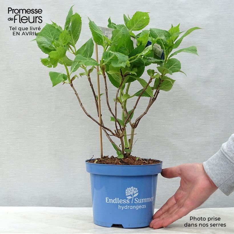 Exemplar von Hydrangea macrophylla Endless Summer Bloomstar - Bauernhortensie Topf mit 3L/4LGelieferte Höhe ca. 30/40cm wie im Frühjahr geliefert