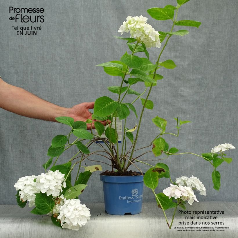 Exemplar von Hydrangea macrophylla Endless Summer The Bride - Bauernhortensie Topf mit 2L/3L wie im Sommer geliefert