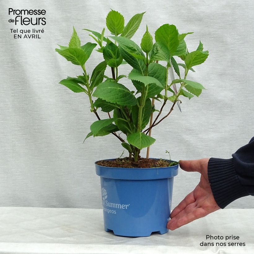 Exemplar von Hydrangea macrophylla Endless Summer The Original Pink - Bauernhortensie Topf mit 2L/3LGelieferte Höhe ca. 20/30cm wie im Frühjahr geliefert