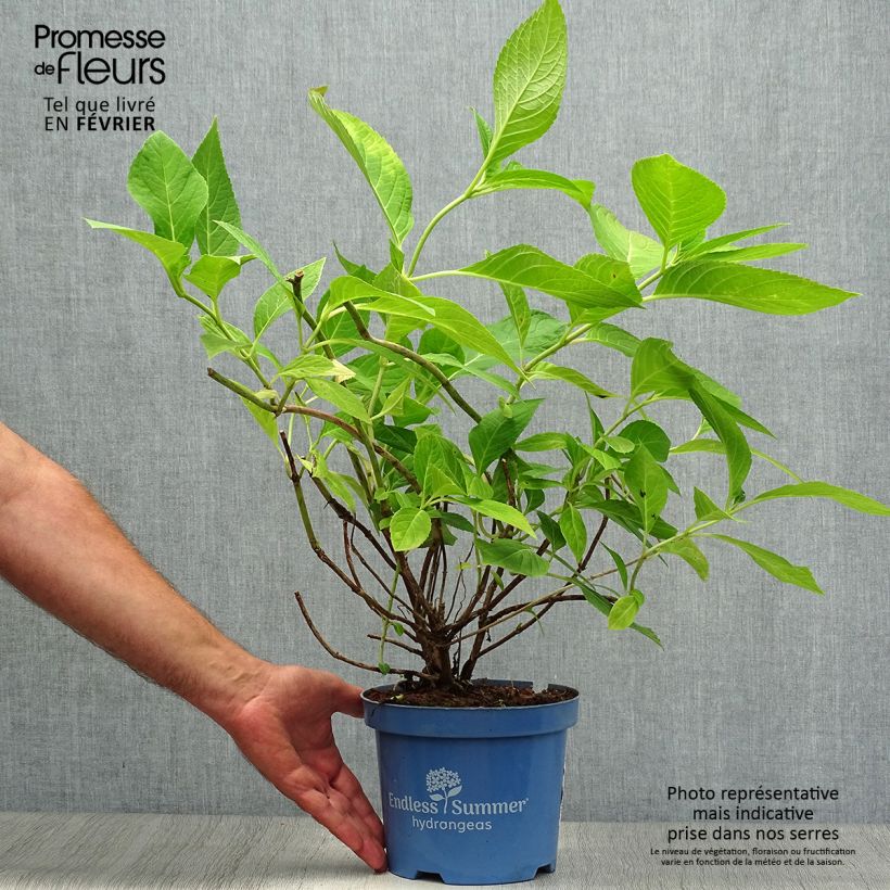 Exemplar von Hydrangea macrophylla Endless Summer The Original Pink - Bauernhortensie Topf mit 2L/3L wie im Herbst geliefert