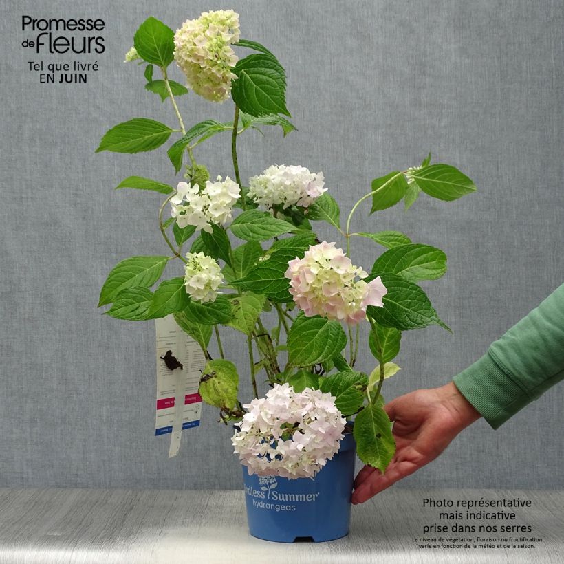 Exemplar von Hydrangea macrophylla Endless Summer The Original Pink - Bauernhortensie Topf mit 2L/3L wie im Sommer geliefert