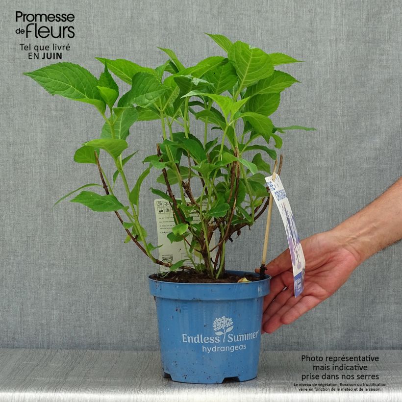 Exemplar von Hydrangea macrophylla Endless Summer The Original Blue - Bauernhortensie Topf mit 2L/3L wie im Sommer geliefert
