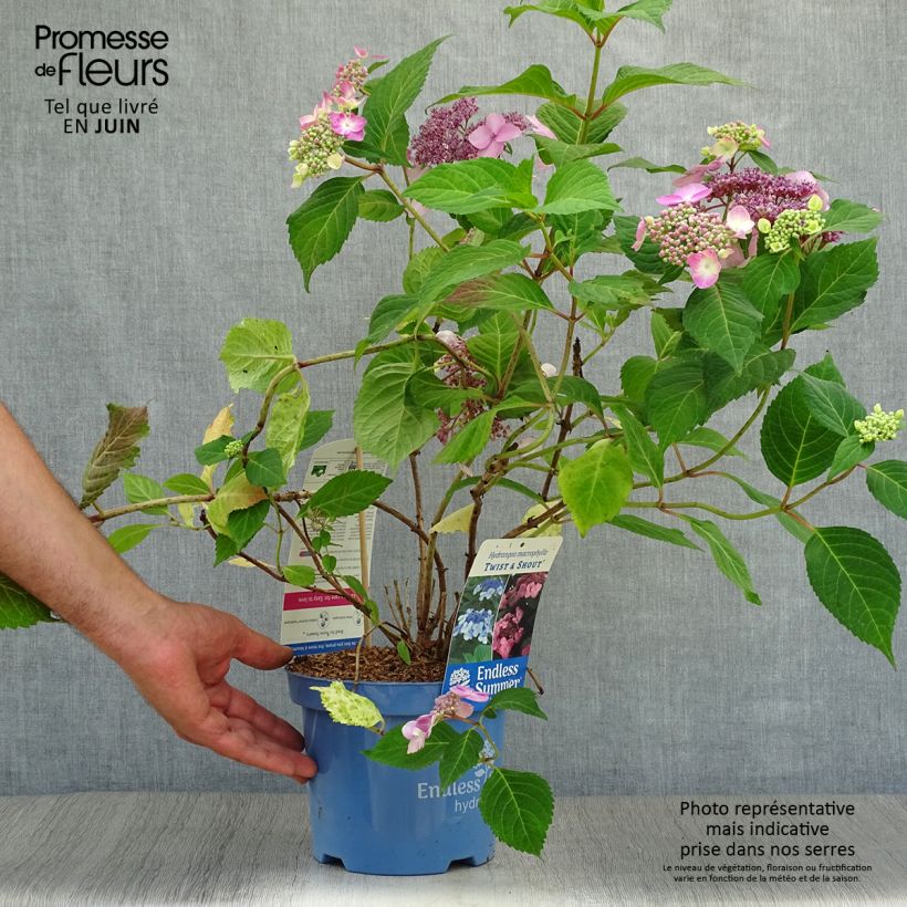 Exemplar von Hydrangea macrophylla Endless Summer Twist and Shout - Bauernhortensie Topf mit 2L/3L wie im Sommer geliefert