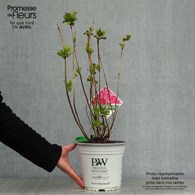 Exemplar von Hydrangea macrophylla Flair & Flavours Sweet Cupcake - Bauernhortensie Topf mit 4L/5L wie im Frühjahr geliefert