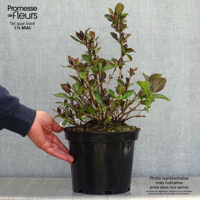 Exemplar von Hydrangea macrophylla Rendez-Vous French Cancan - Bauernhortensie Topf mit 4L/5L wie im Frühjahr geliefert