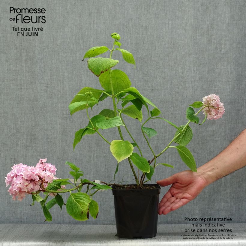 Exemplar von Hydrangea macrophylla Generale Vicomtesse de Vibraye - Bauernhortensie Topf mit 2L/3L wie im Sommer geliefert