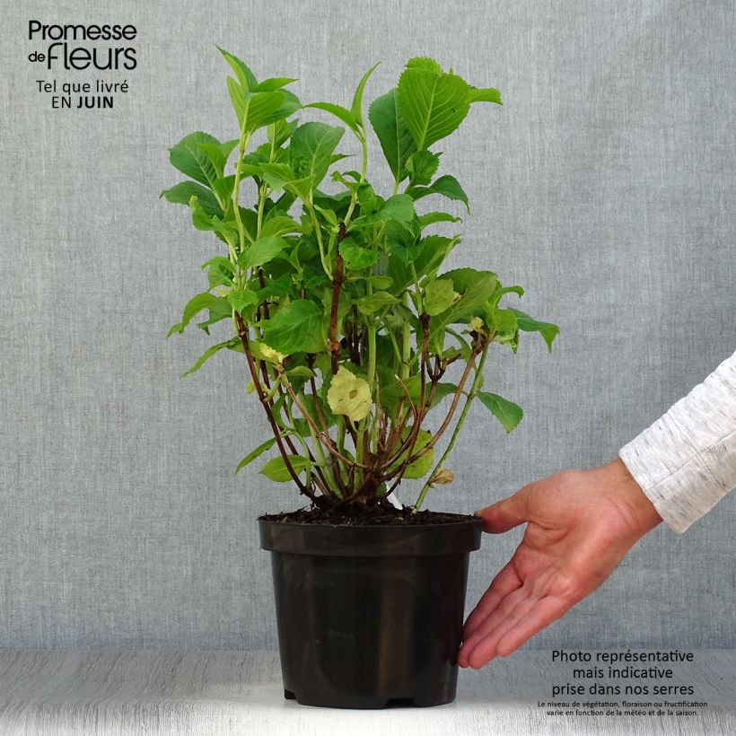 Exemplar von Hydrangea macrophylla Gertrud Glahn - Bauernhortensie Topf mit 2L/3L wie im Sommer geliefert