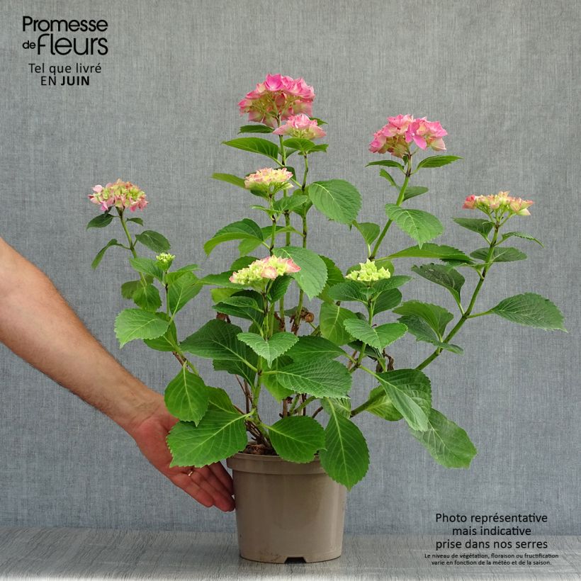 Exemplar von Hydrangea macrophylla Glowing Amber - Bauernhortensie Topf mit 2L/3L wie im Sommer geliefert