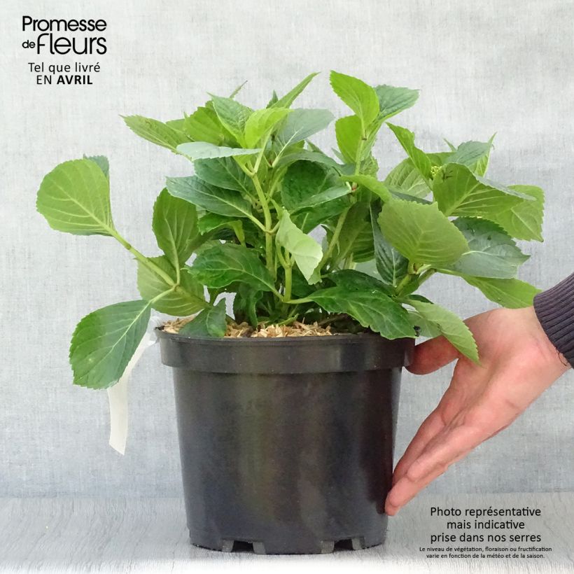 Exemplar von Hydrangea macrophylla Hovaria Hopcorn - Bauernhortensie Topf mit 4L/5LGelieferte Höhe ca. 20/30cm wie im Frühjahr geliefert