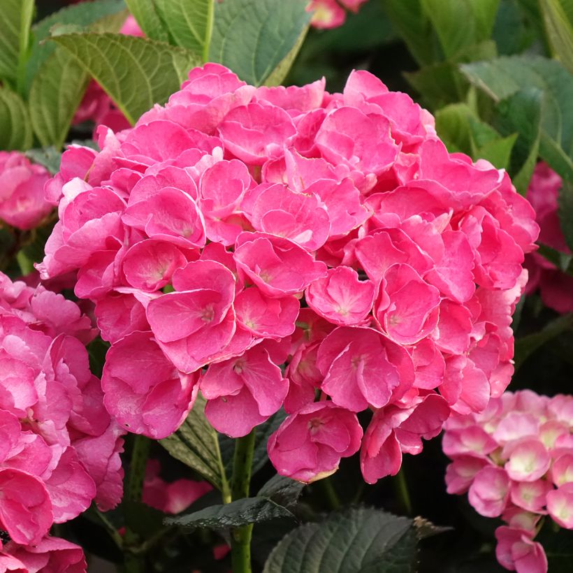 Hydrangea macrophylla Julisa - Bauernhortensie (Blüte)