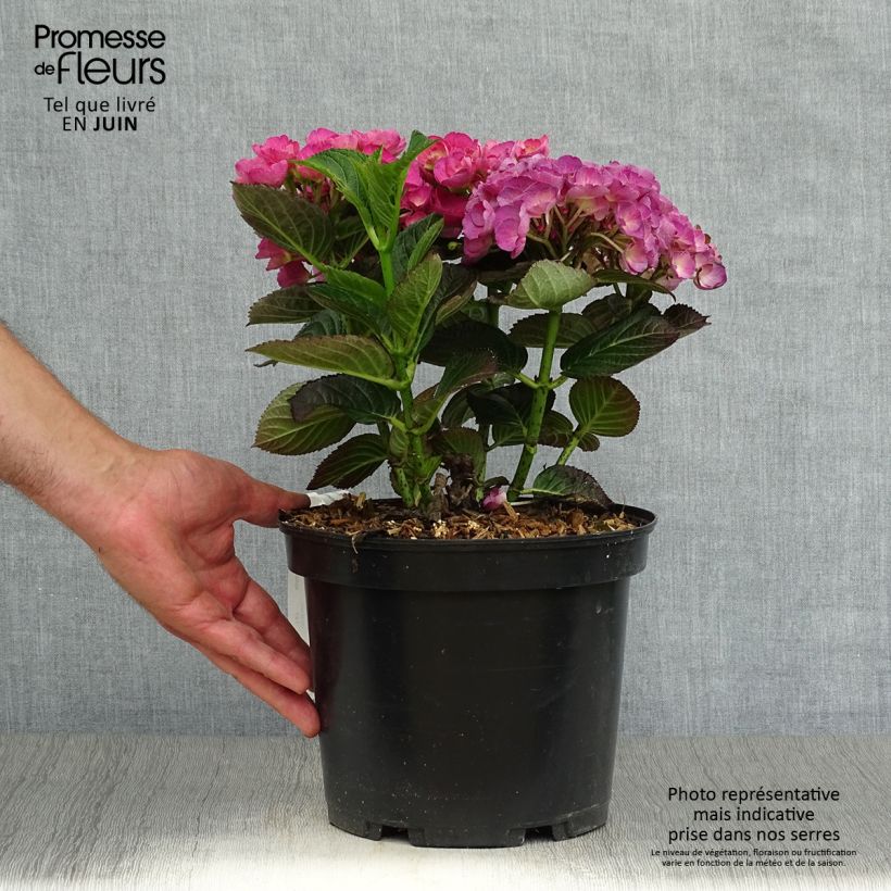Exemplar von Hydrangea macrophylla Julisa - Bauernhortensie Topf mit 4L/5L wie im Sommer geliefert