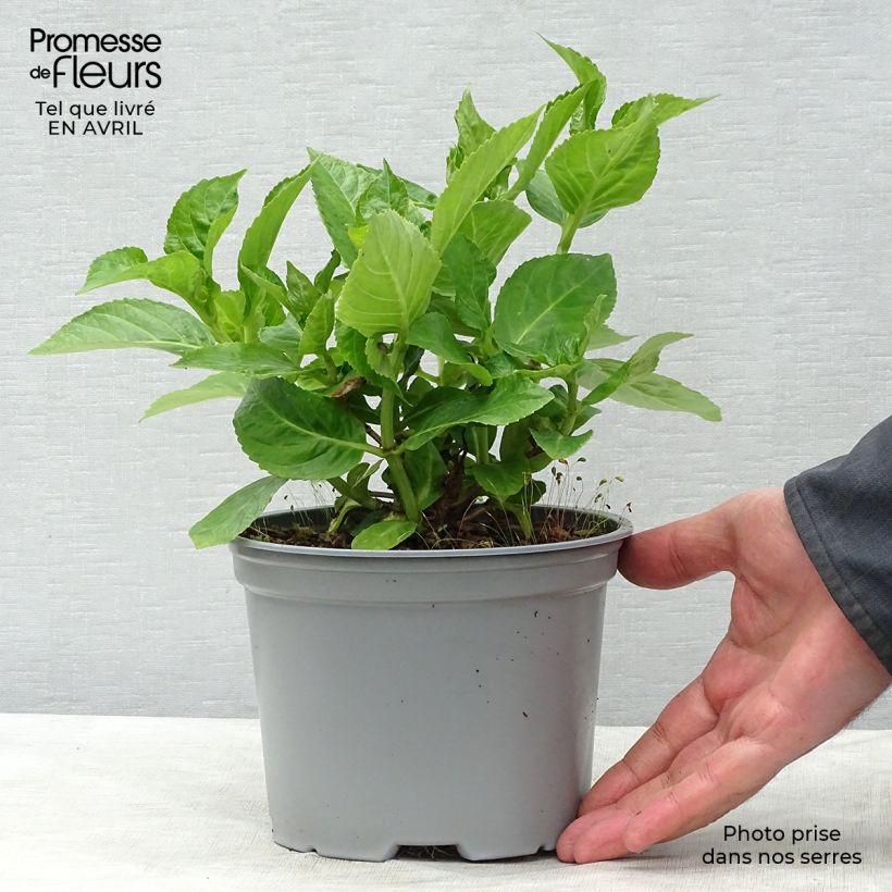 Exemplar von Hydrangea macrophylla Koria - Bauernhortensie Topf mit 2L/3L wie im Frühjahr geliefert