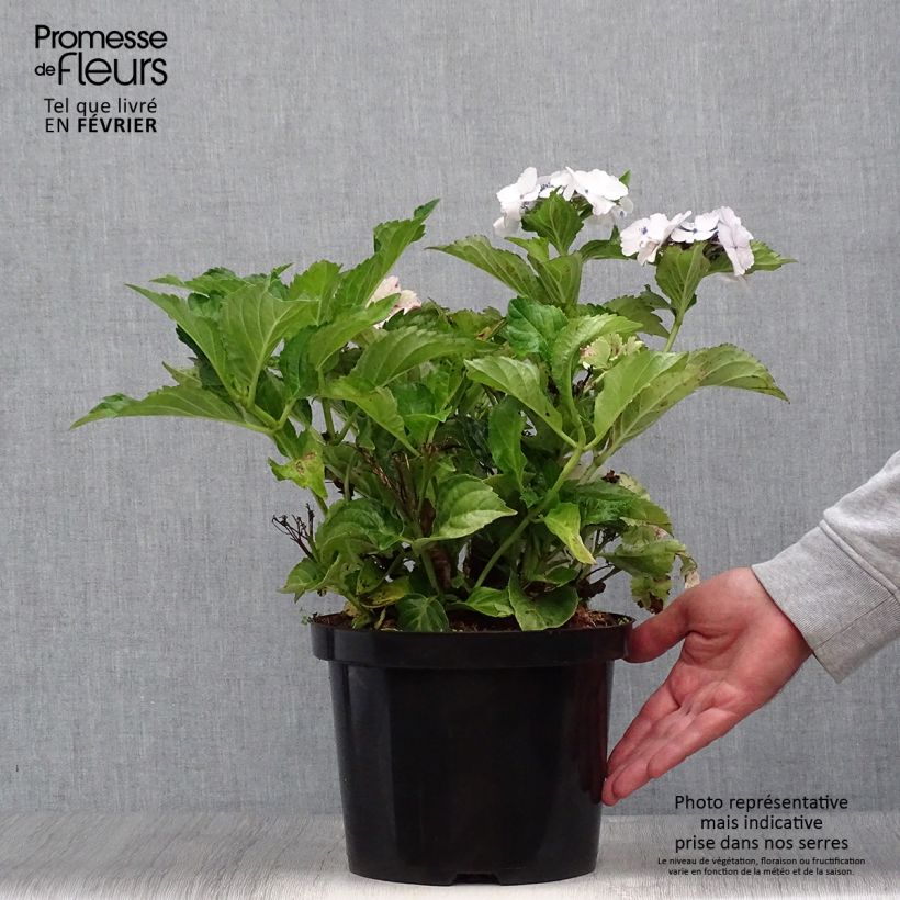 Exemplar von Hydrangea macrophylla Koria - Bauernhortensie Topf mit 4L/5L wie im Herbst geliefert