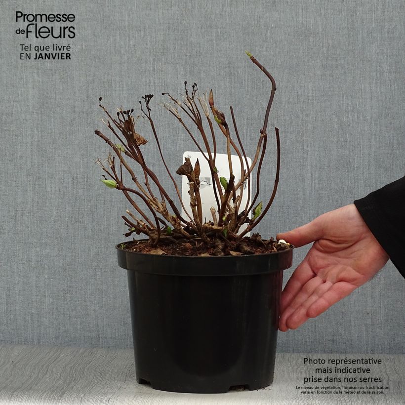 Exemplar von Hydrangea macrophylla Koria - Bauernhortensie Topf mit 4L/5L wie im Winter geliefert