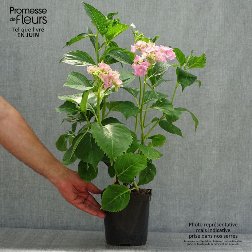 Exemplar von Hydrangea macrophylla La Marne - Bauernhortensie Topf mit 2L/3L wie im Sommer geliefert