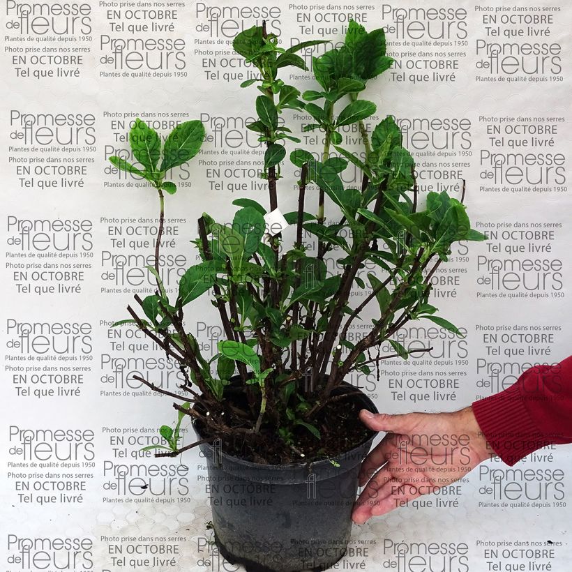 Beispiel eines Exemplars von Hydrangea macrophylla Rendez-Vous La Vie en Rose - Bauernhortensie Topf mit 4L/5L wie geliefert