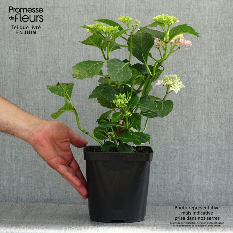 Exemplar von Hydrangea macrophylla Lady Nobuko - Bauernhortensie Topf mit 2L/3L wie im Sommer geliefert