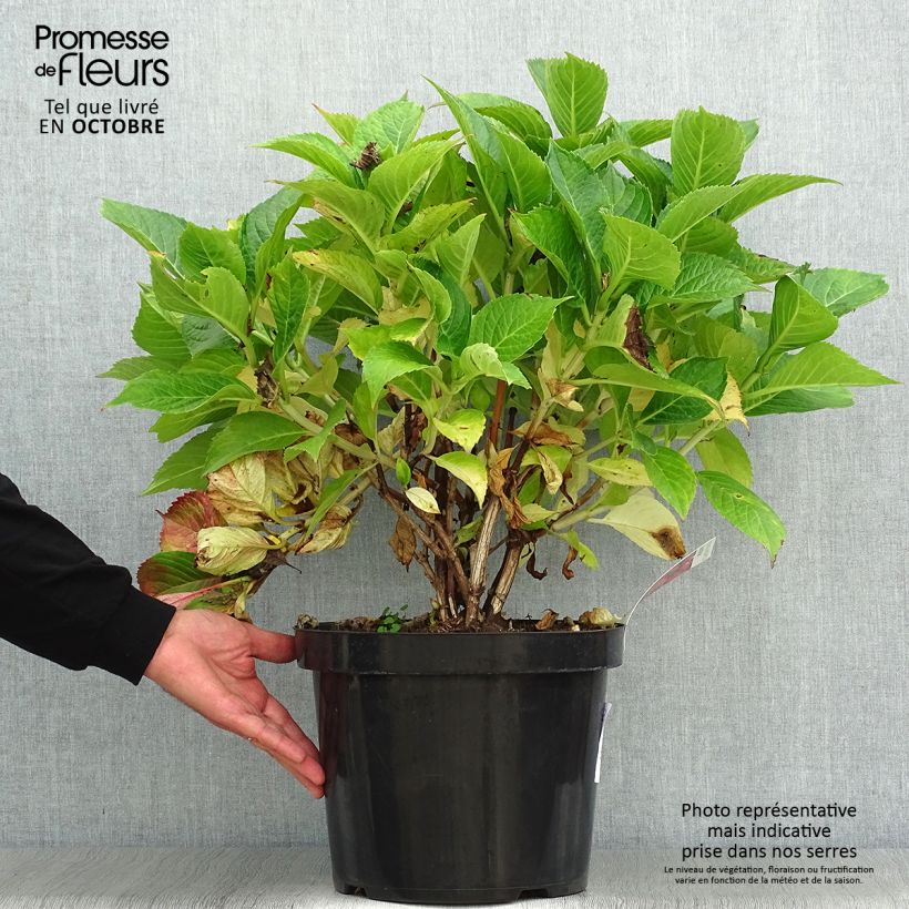 Exemplar von Hydrangea macrophylla Leuchtfeuer - Bauernhortensie Topf mit 7,5L/10L wie im Herbst geliefert