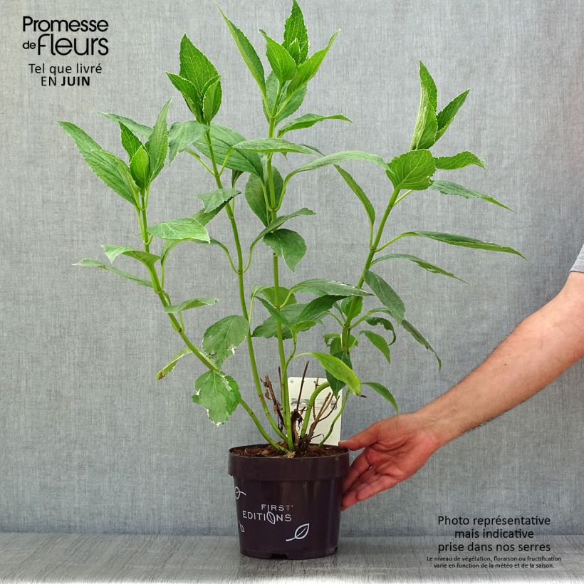 Exemplar von Hydrangea macrophylla Light'o'Day - Bauernhortensie Topf mit 3L/4L wie im Sommer geliefert