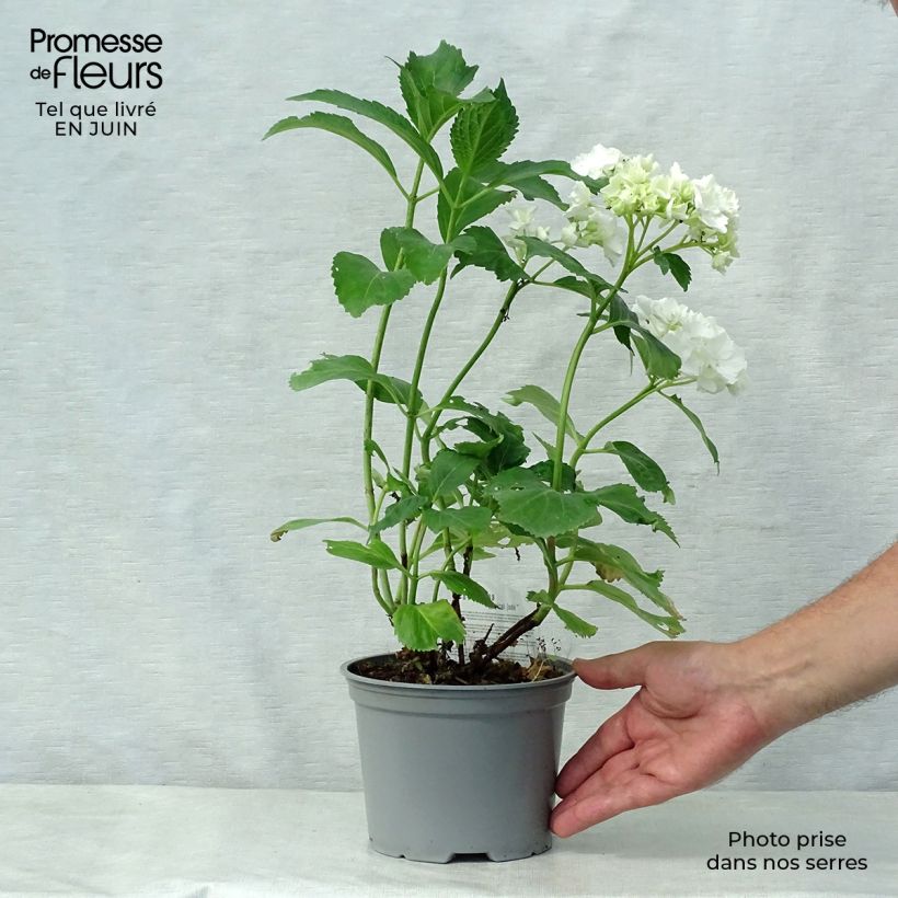 Exemplar von Hydrangea macrophylla Magical Jade - Bauernhortensie Topf mit 2L/3L wie im Sommer geliefert