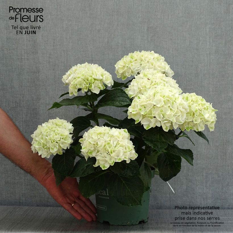 Exemplar von Hydrangea macrophylla Magical Noblesse - Bauernhortensie Topf mit 2L/3L wie im Sommer geliefert