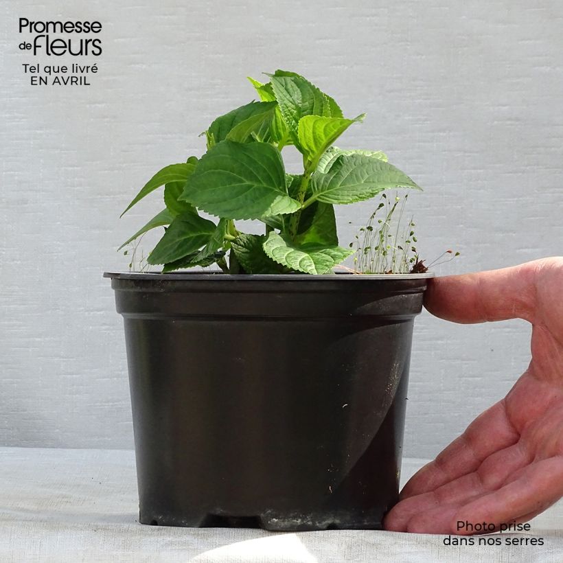 Exemplar von Hydrangea macrophylla Magical Revolution Bleu - Bauernhortensie Topf mit 1,5L/2LGelieferte Höhe ca. 10/20cm wie im Frühjahr geliefert