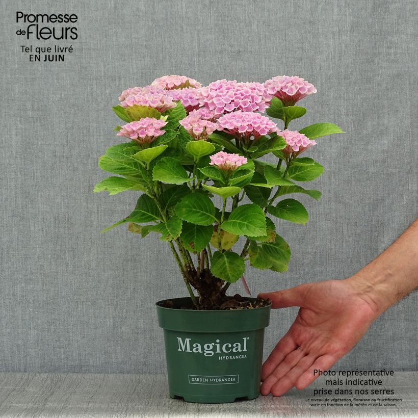 Exemplar von Hydrangea macrophylla Magical Revolution Rose - Bauernhortensie Topf mit 2L/3L wie im Sommer geliefert