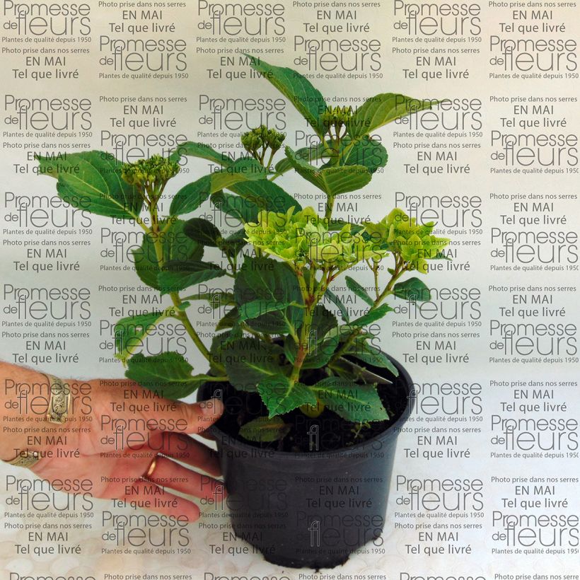 Beispiel eines Exemplars von Hydrangea macrophylla Magical Summer Green - Bauernhortensie Topf mit 2L/3L wie geliefert