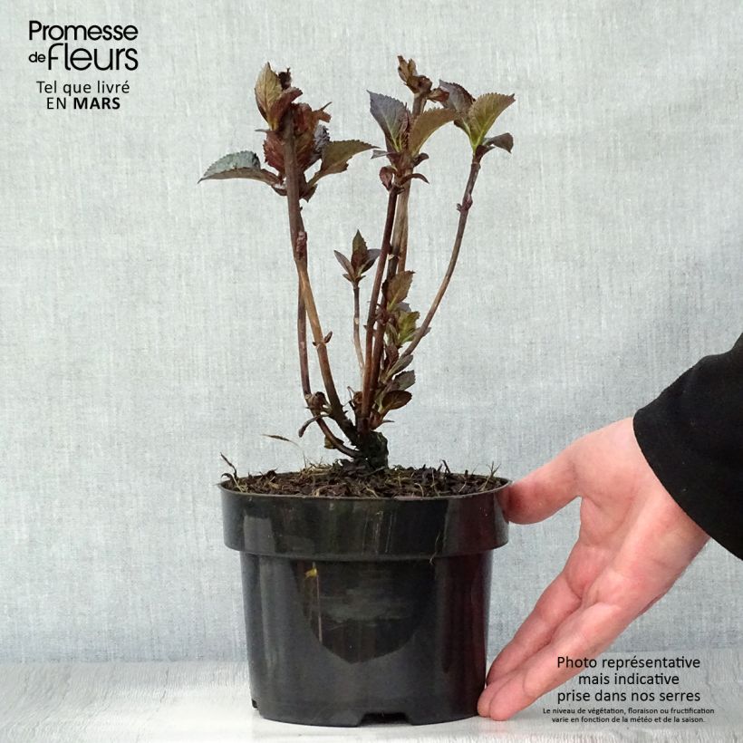 Exemplar von Hydrangea macrophylla Merveille Sanguine - Bauernhortensie Topf mit 2L/3LGelieferte Höhe ca. 20cm wie im Frühjahr geliefert