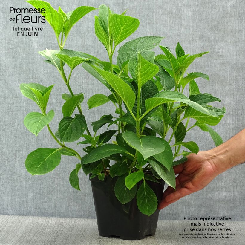 Exemplar von Hydrangea macrophylla Mousmee - Bauernhortensie Topf mit 2L/3L wie im Sommer geliefert